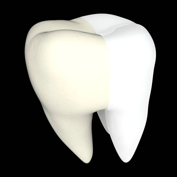 分離されたヒトの歯の 3 d のレンダリング — ストック写真