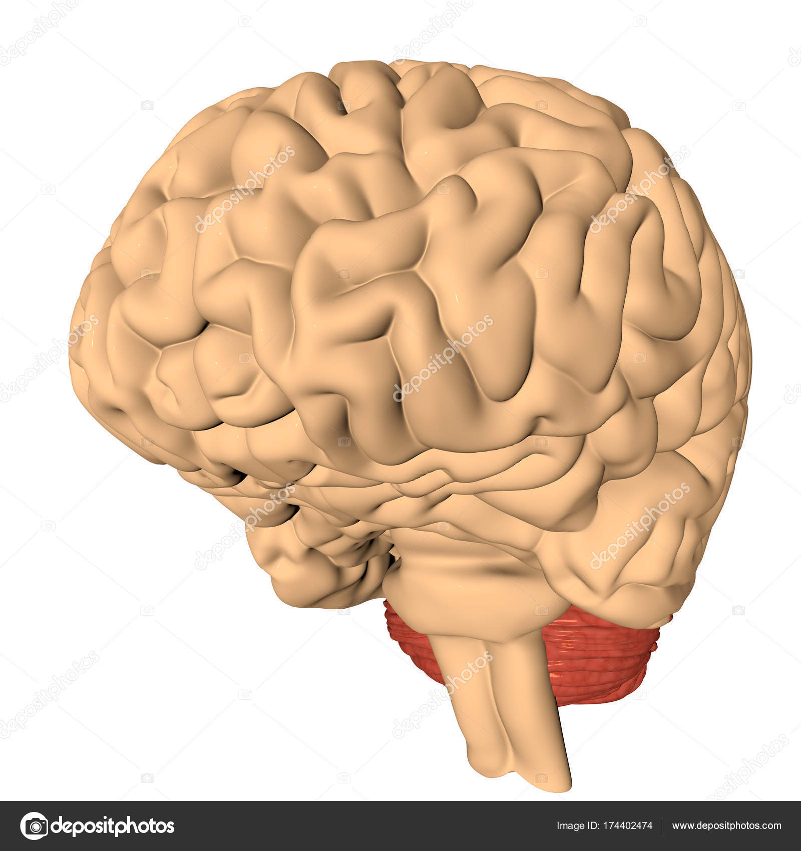 Human brain 3d model free download