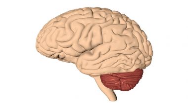 İnsan beyni 3d render