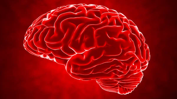 Menselijk brein 3d render — Stockfoto