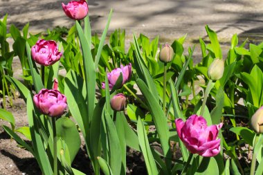 Çiçek Lale arka plan.