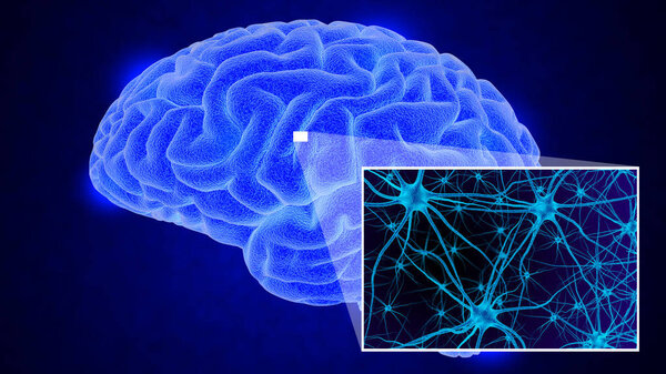 3D рендеринг человеческого мозга
