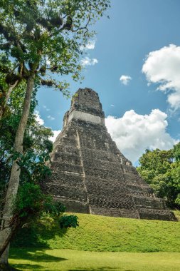 Piramit Tikal Guatemala. Tikal Arkeoloji Ulusal Parkı. Ağaçlar, taşlar.