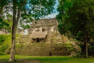 Piramit Tikal Guatemala. Tikal Arkeoloji Ulusal Parkı. Ağaçlar, taşlar.