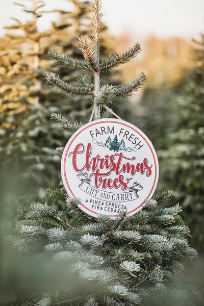 クリスマスツリーファームのパインツリー支店の閉鎖 木メリークリスマスはクリスマスツリーの枝にかかって署名します 赤いクリスマスツリーの装飾 冬休み気分 — ストック写真
