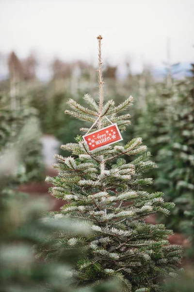 Dekat Dari Cabang Pohon Pine Peternakan Pohon Natal Kayu Merry — Stok Foto