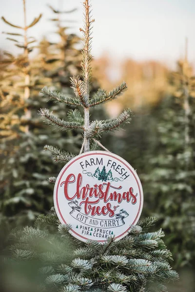 Nahaufnahme Eines Tannenzweiges Auf Einem Weihnachtsbaumhof Holz Frohe Weihnachten Schild Stockbild