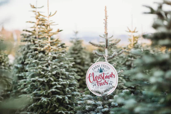 Nahaufnahme Eines Tannenzweiges Auf Einem Weihnachtsbaumhof Holz Frohe Weihnachten Schild Stockfoto