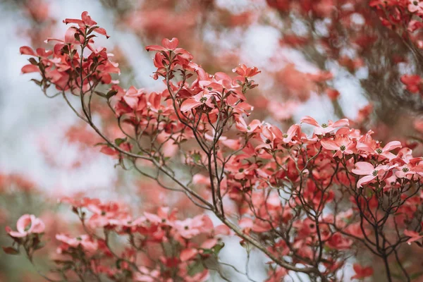 Pohon Berbunga Musim Semi Close Latar Belakang Mekar Musim Semi — Stok Foto