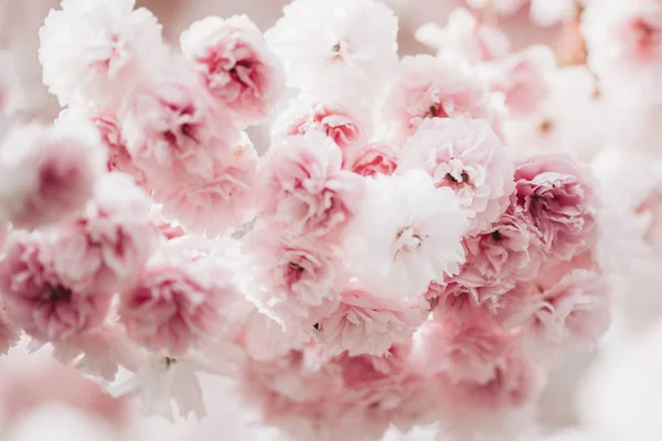 さくらは近くに咲く 美しい桜 春の公開写真 春のピンクの花 美しいピンクの背景 ロイヤリティフリーのストック写真