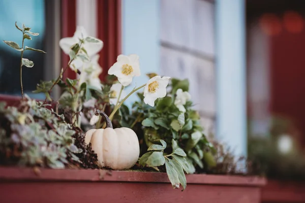 Bunga Pot Closeup Menutup Ilustrasi Jendela Jendela Merah Dengan Jendela — Stok Foto