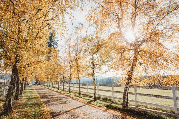Huş Ağacı Tüneli Sonbahar Ağaçlarından Çiftlik Girişi Kırsal Bölgelerde Sonbahar Stok Fotoğraf