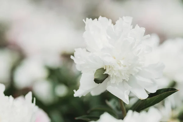 Huge peony. Close-up of flowers white peonies. Peonies close-up. Beautiful peony flower for catalog or online store. Floral shop concept. Shallow depth of field. White peony flower field.