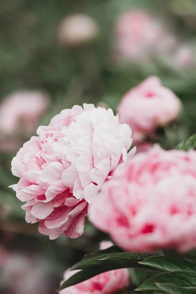 Close-up of flowers pink peonies. Peonies close-up. Beautiful peony flower for catalog or online store. Floral shop concept. Shallow depth of field. Pink peony flower field.