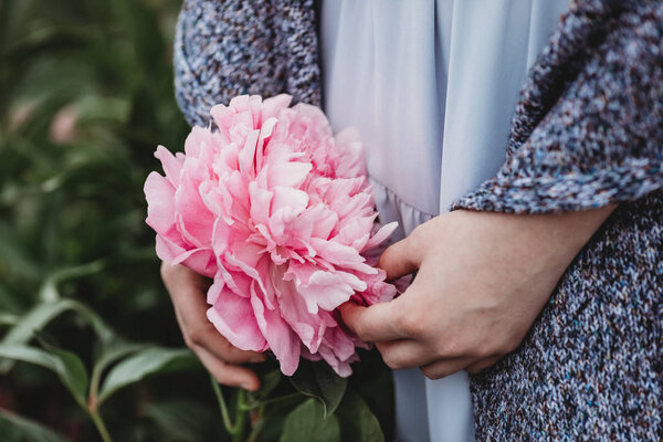 Huge Peony Close Flowers Pink Peonies Peonies Close Beautiful Peony Stock Picture