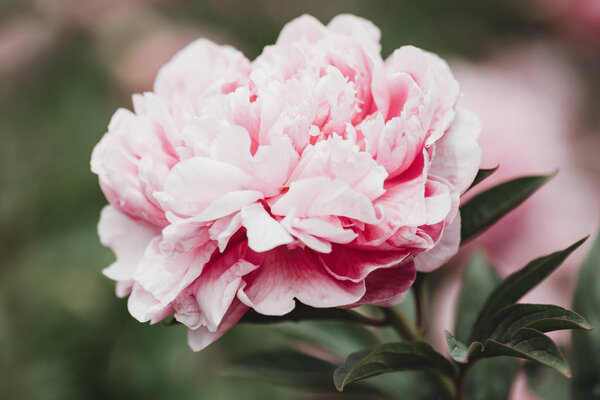 Close Flowers Pink Peonies Peonies Close Beautiful Peony Flower Catalog Royalty Free Stock Images