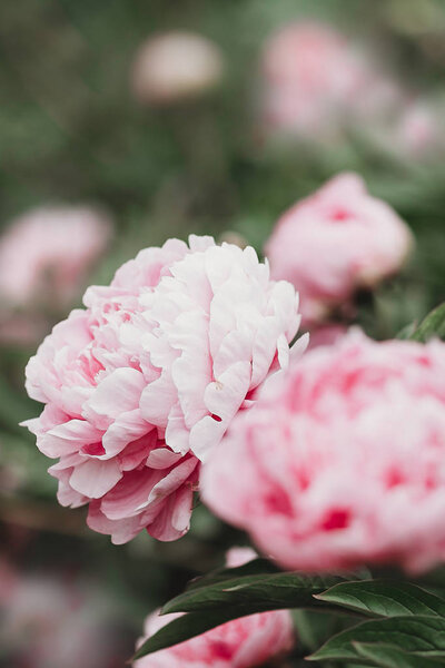 Close Flowers Pink Peonies Peonies Close Beautiful Peony Flower Catalog Stock Image