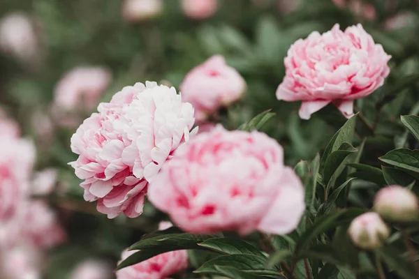 Close-up of flowers pink peonies. Peonies close-up. Beautiful peony flower for catalog or online store. Floral shop concept. Shallow depth of field. Pink peony flower field.