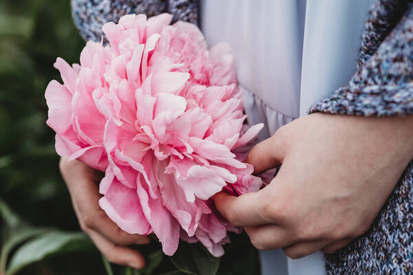 Close Flowers Pink Peonies Peonies Close Beautiful Peony Flower Catalog Stock Photo