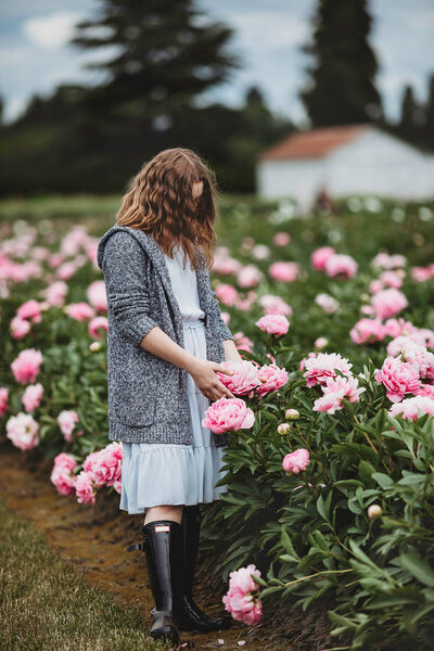 Huge Peony Close Flowers Pink Peonies Peonies Close Beautiful Peony Royalty Free Stock Photos