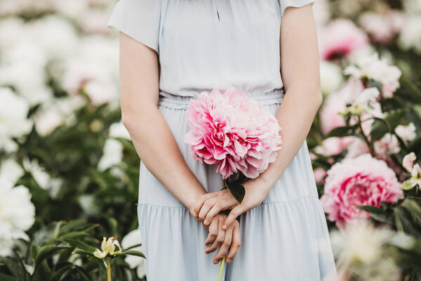 Huge Peony Close Flowers Pink Peonies Peonies Close Beautiful Peony Stock Picture