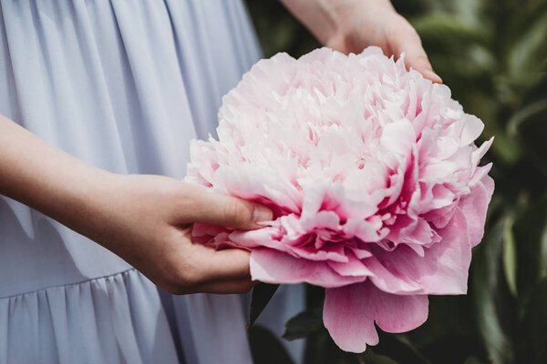 Huge Peony Close Flowers Pink Peonies Peonies Close Beautiful Peony Royalty Free Stock Images