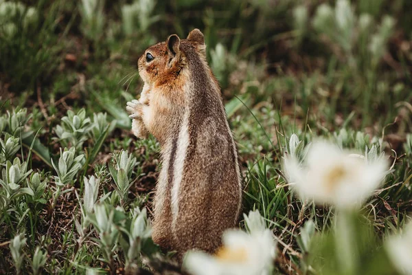 Chipmunk Hutan Tupai Itu Memiliki Jantung Punggungnya Unik Gambar Hewan — Stok Foto