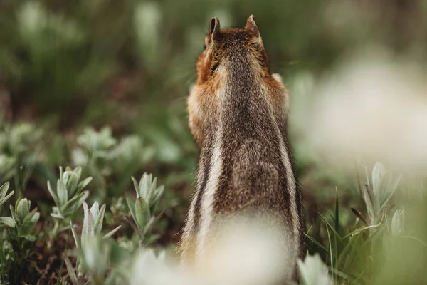 Chipmunk Hutan Tupai Itu Memiliki Jantung Punggungnya Unik Gambar Hewan — Stok Foto