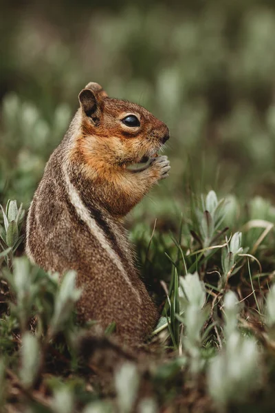 Wiewiórka Lesie Wiewiórka Serce Plecach Unikalne Zdjęcia Zwierząt Natura Miłości — Zdjęcie stockowe