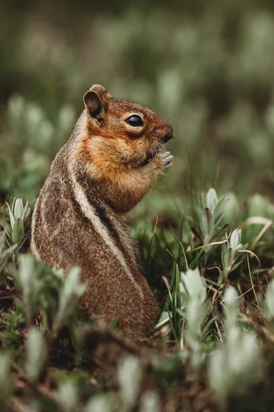 Chipmunk Hutan Tupai Itu Memiliki Jantung Punggungnya Unik Gambar Hewan — Stok Foto