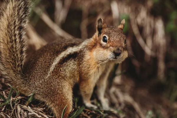Chipmunk Hutan Tupai Itu Memiliki Jantung Punggungnya Unik Gambar Hewan — Stok Foto