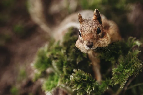 Chipmunk Hutan Tupai Itu Memiliki Jantung Punggungnya Unik Gambar Hewan — Stok Foto
