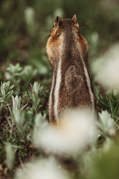 Chipmunk Forest Chipmunk Has Heart Its Back Unique Pictures Animals Stock Image