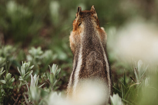 Chipmunk Forest Chipmunk Has Heart Its Back Unique Pictures Animals Stock Picture