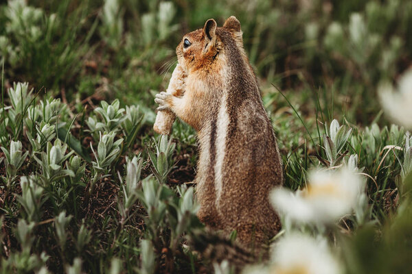 Chipmunk Forest Chipmunk Has Heart Its Back Unique Pictures Animals Royalty Free Stock Photos
