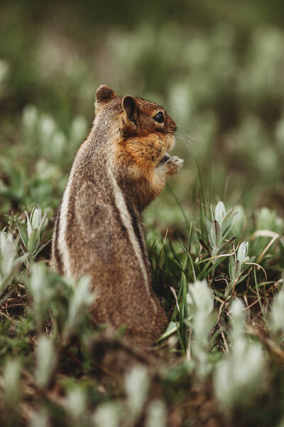 Chipmunk Forest Chipmunk Has Heart Its Back Unique Pictures Animals Stock Image