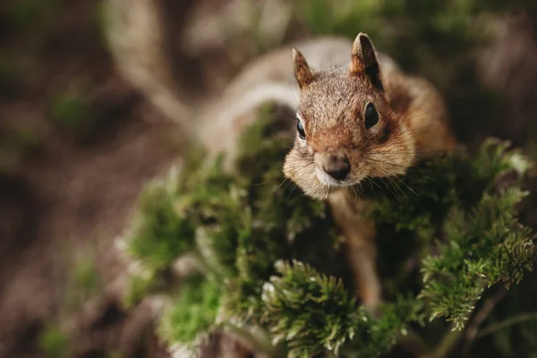 Veveriţă Pădure Veveriţa Inimă Spate Imagini Unice Animale Natura Dragoste Fotografie de stoc