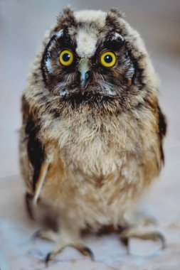 Baykuşun sarı gözleri yaklaş. Makro fotoğrafçılıktaki bir baykuşun fotoğrafı. Genç bir kuşun fotoğrafı. Bürokratik baykuş. Bir kuşun yüzü. Büyük sarı gözlü, sevimli baykuş bebek. Büyük sarı gözler.. 