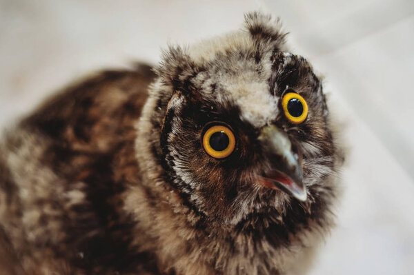 Yellow Eyes Owl Close Photo Owl Macro Photography Photo Young Stock Photo