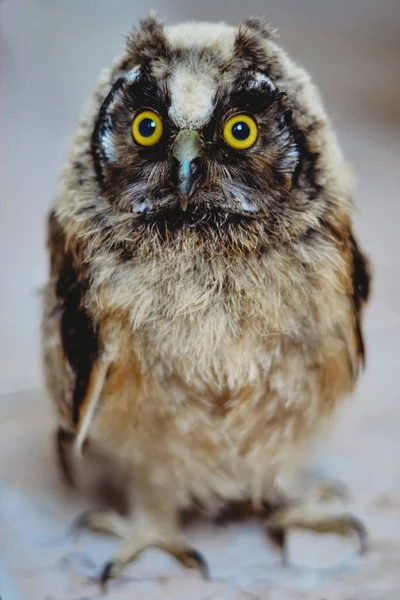 Ojos Amarillos Búho Cerca Foto Búho Macrofotografía Foto Pájaro Joven Imágenes De Stock Sin Royalties Gratis