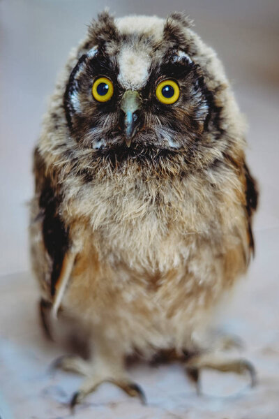 Yellow Eyes Owl Close Photo Owl Macro Photography Photo Young Royalty Free Stock Photos