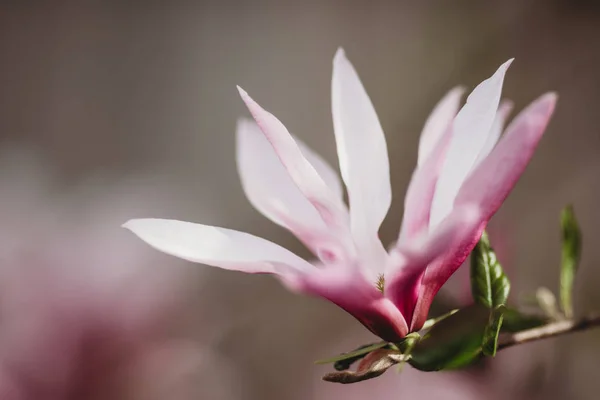 Bunga Magnolia Yang Indah Pohon Magnolia Mekar Musim Semi Fokus — Stok Foto