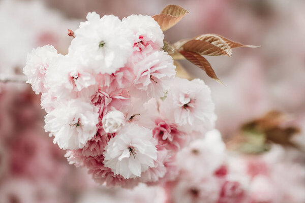 Sakura Blossom Close Beautiful Sakura Blossom Tender Spring Picture Spring Stock Image