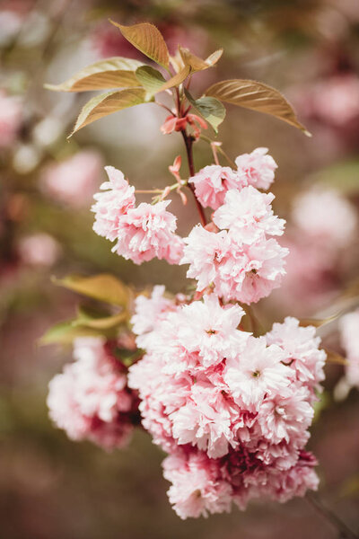 Sakura Blossom Close Beautiful Sakura Blossom Tender Spring Picture Spring Stock Picture