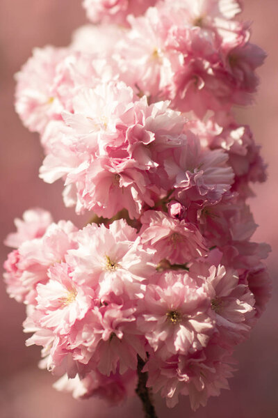 Sakura Blossom Close Beautiful Sakura Blossom Tender Spring Picture Spring Royalty Free Stock Images