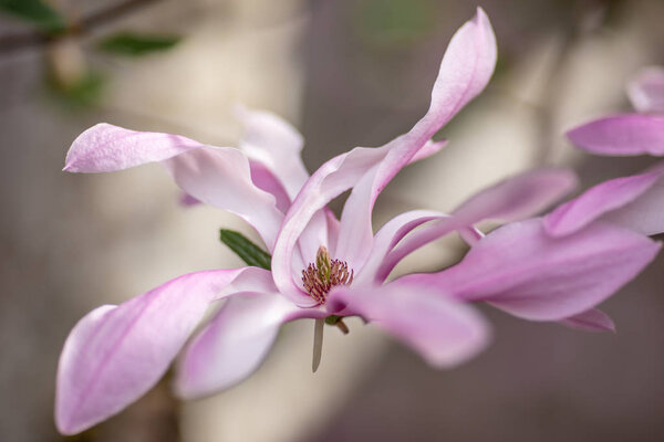 Beautiful Magnolia Flowers Blooming Magnolia Tree Spring Selective Focus Pink Royalty Free Stock Photos