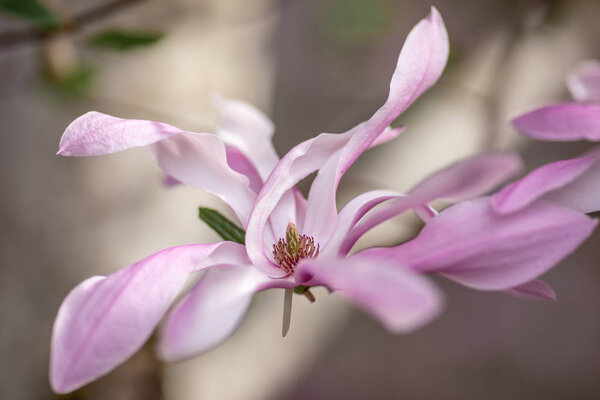 Beautiful Magnolia Flowers Blooming Magnolia Tree Spring Selective Focus Pink Stock Photo