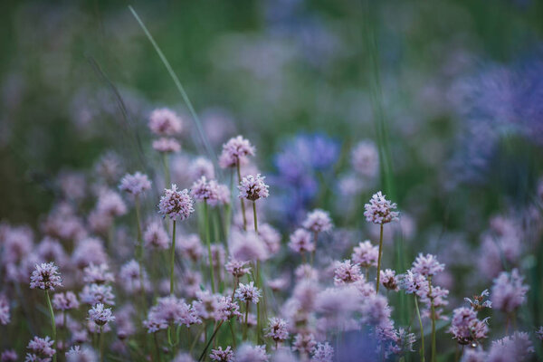 Summer Landscape Field Flowering Pink Clover Wildflowers Macro Soft Focus Stock Photo