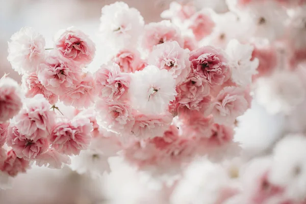 Цвіт Сакури Наближається Прекрасний Цвіт Сакури Тендітна Весняна Картина Весняні Стокове Фото