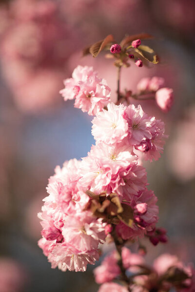 Sakura Blossom Close Beautiful Sakura Blossom Tender Spring Picture Spring Royalty Free Stock Images